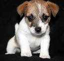 Jack Russell ready for adoption