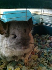 Chinchillas-two females-come as a pair