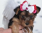 Yorkie Puppies Available For Re homing