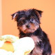 Charming Yorkie puppies for re homing
