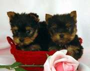 Gorgeous babies dull faces Teacup Yorkies puppies for Free Adoption.(t