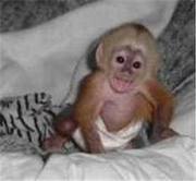 available lovely and tamed capuchin monkey for a good home