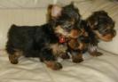 AWESOME TEACUP YORKIE PUPPIES FOR FREE ADOPTION