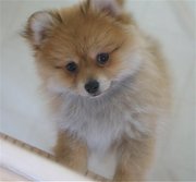adorable pom puppies for free adoption ready to go to a good home